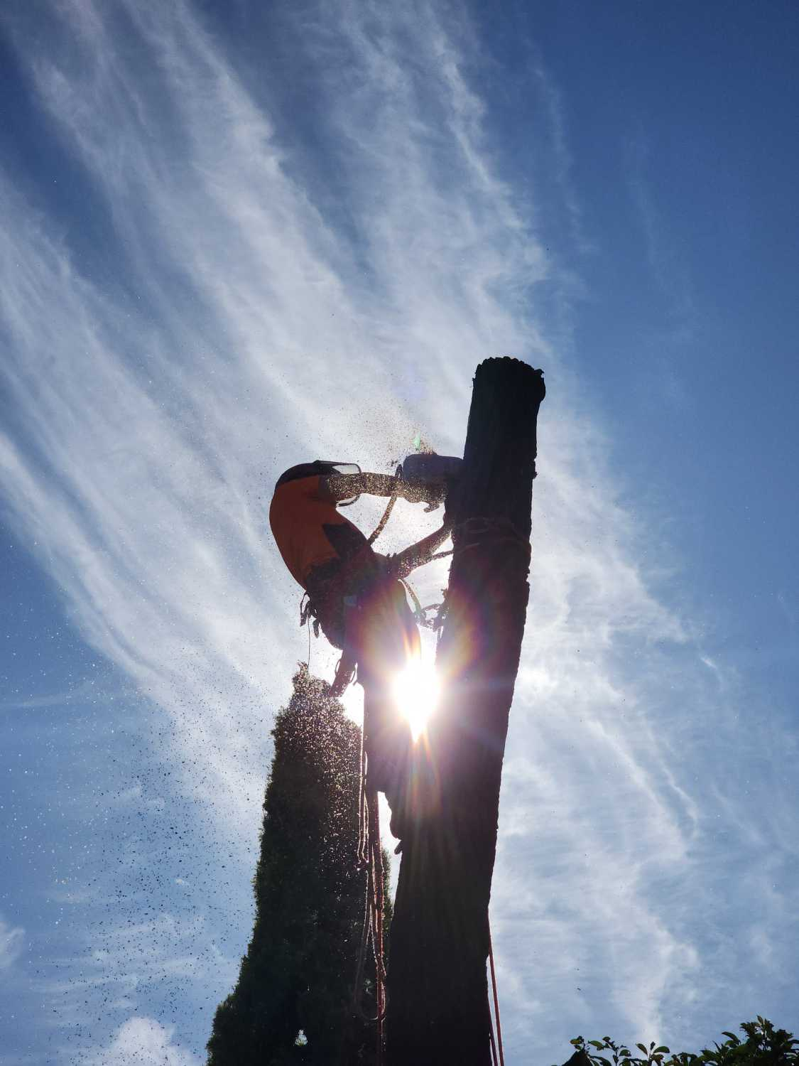 tree removals canberra